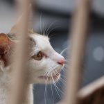 animal-services-near-me-3