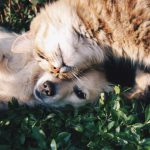 animal-services-near-you-2
